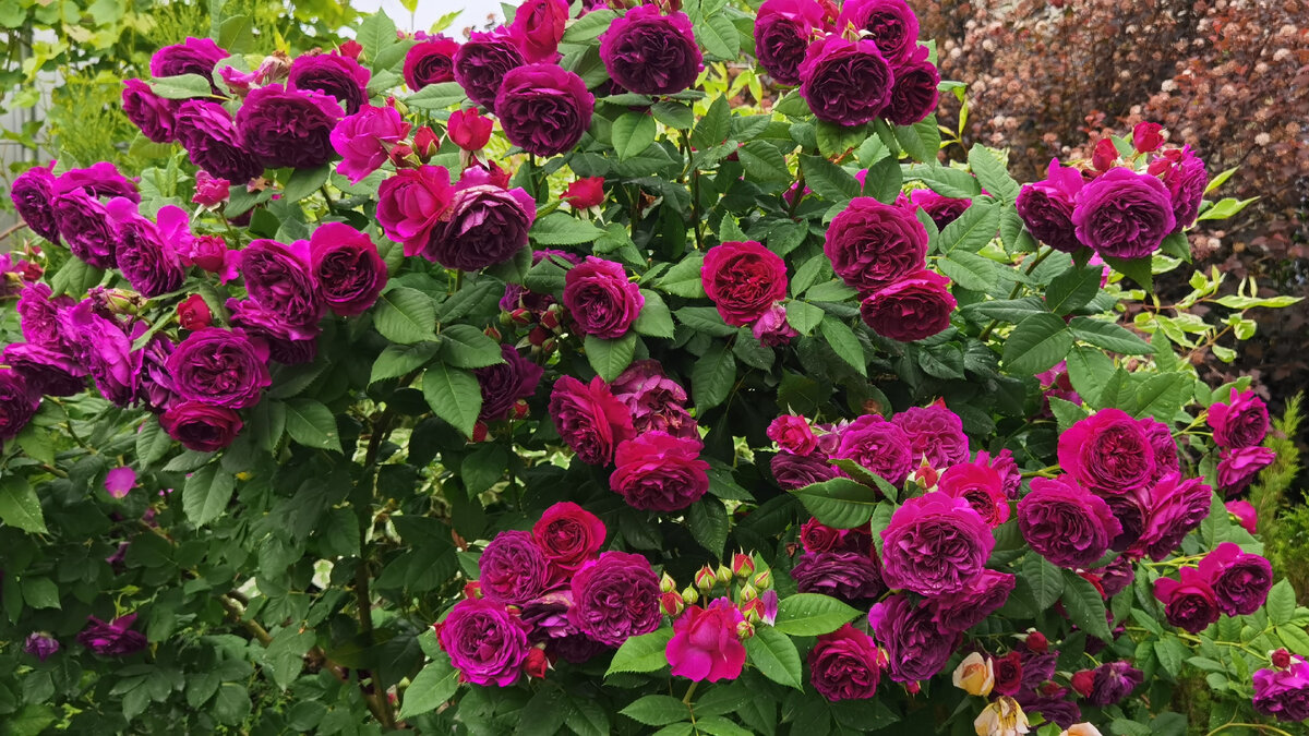 07.06.2021 г. Самый первый куст розы Пёрпл лодж, посаженный в 2018 г.