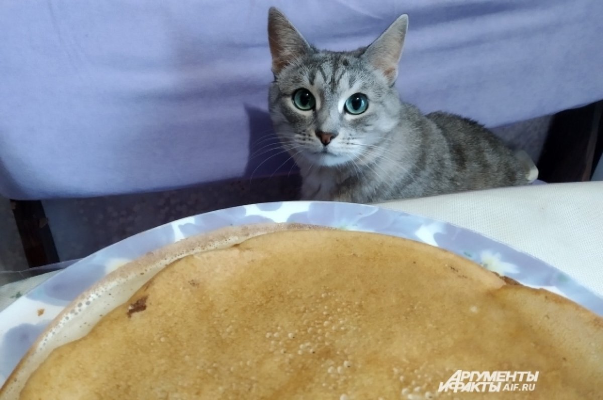    На такие блины слетаются не только дети, но и домашние питомцы.