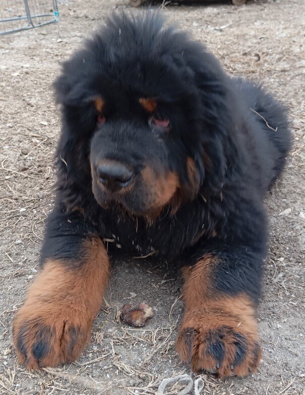 Это Михмих. Не всё, что произошло к сожалению вымысел