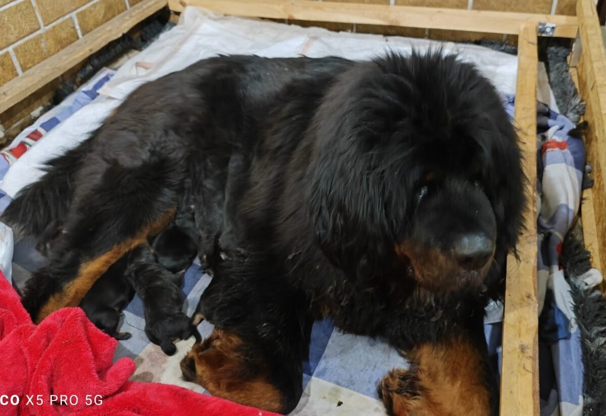 Мама Михмиха., а возможно и он)).