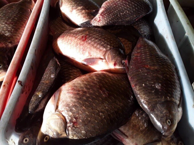 Почти сама приплыла