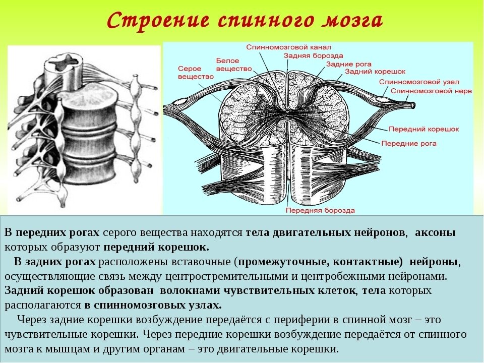 Передние рога спинномозгового сегмента реагируют на появление межпозвонковых грыж первыми. Из общедоступных источников.
