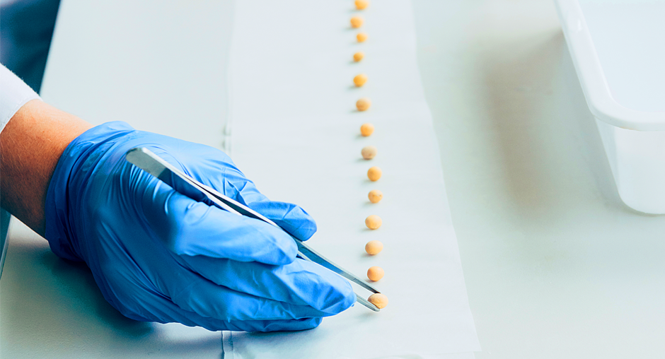   Эспертиза семян. Фото: Алтайский филиал «Центр оценки качества зерна» Анна Камалова