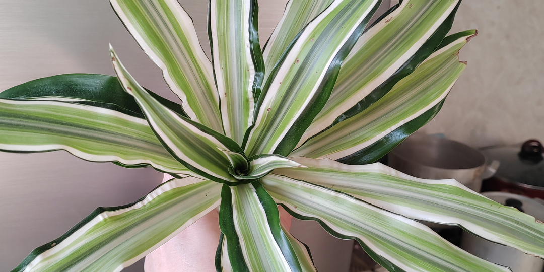 Неожиданная цветочная новинка