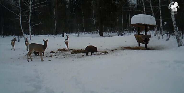    В Бузулукском бору косули и кабаны едят из одной «тарелки» Андрей Севостьянов