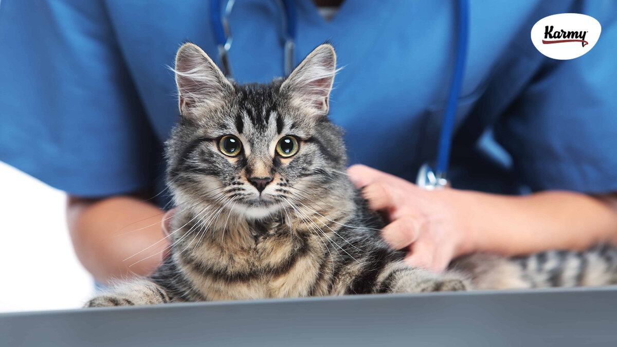 Авторское изображение с использованием картинки с фотостока Shutterstock 