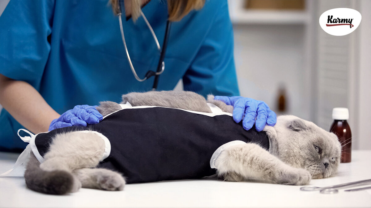 Авторское изображение с использованием картинки с фотостока Shutterstock 