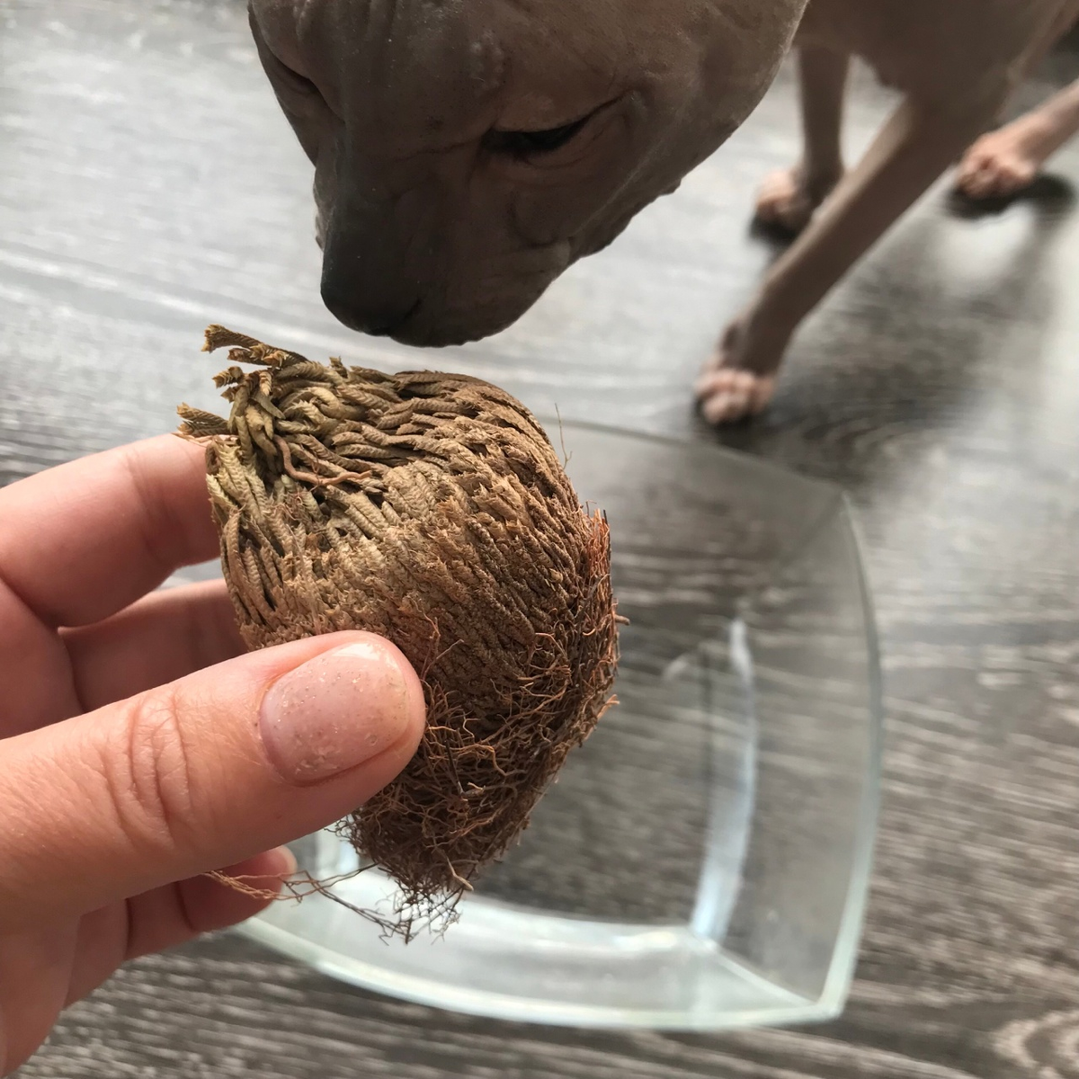  Выяснилось, что засохшие комочки имеют небольшие корешки, и это вселяет надежду, что растения все же можно оживить.