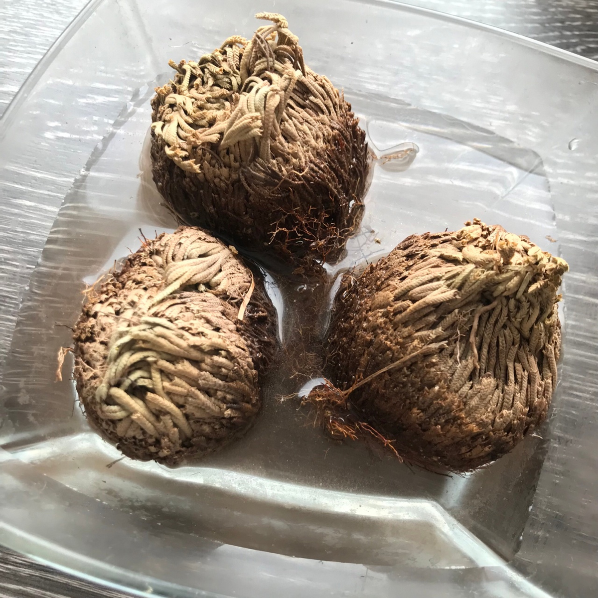 Я не стала заливать шарики целиком, а лишь окунула корешки в воду. 