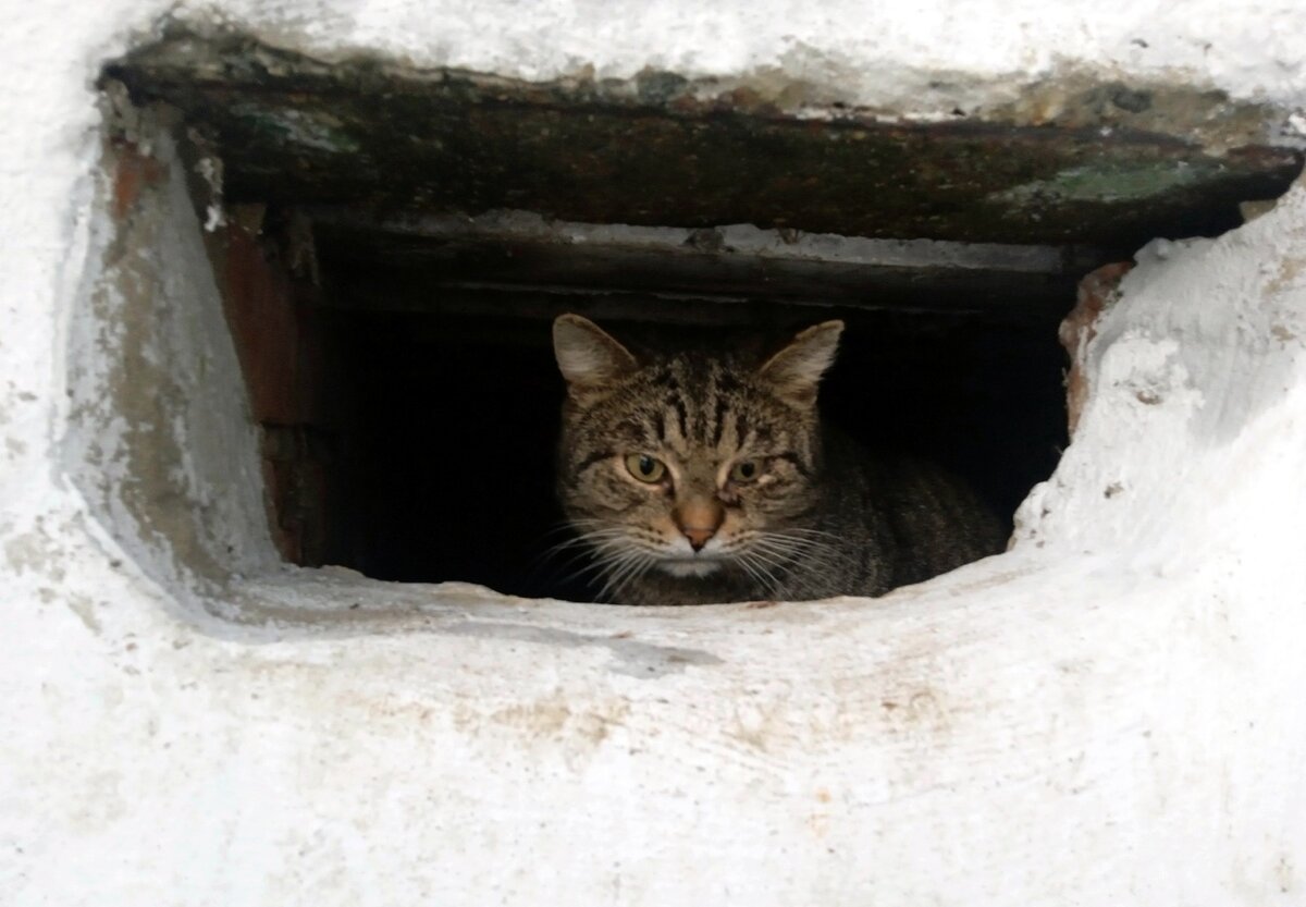 Печальный кот, живущий в подвале, оказался компанейским. Мишка готов стать  вашим лучшим другом | КОТОСПАС Чусовой | Дзен