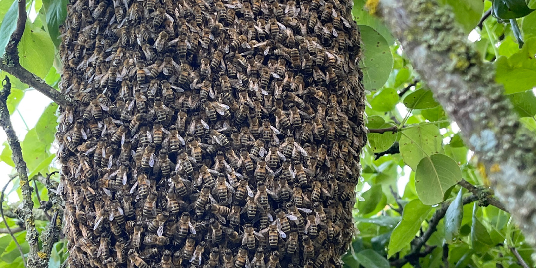 Страшнее пчел только змеи. А со всеми остальным животными я справлюсь