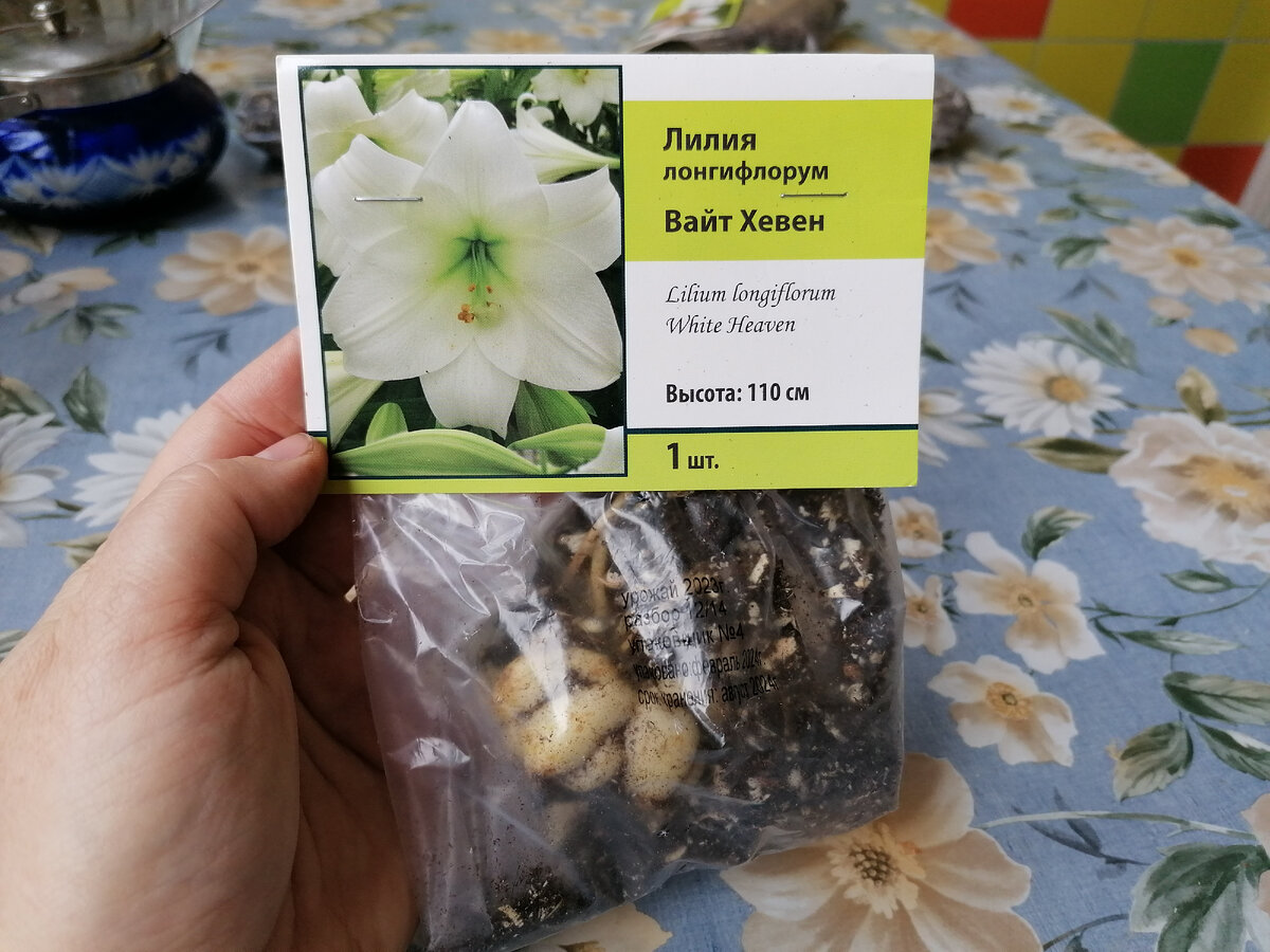 Лилия лонгифлорум сорта 'Вайт Хевен' (White Heaven), трубчатый гибрид от агрофирмы Поиск. Фото автора @Маша Генералова 