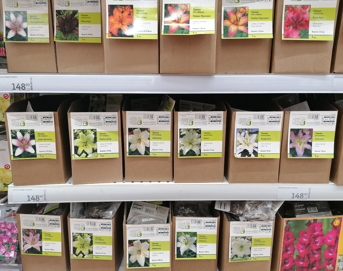 Лилии в московском магазине Ашан в марте 2024 года. Фото автора @Маша Генералова