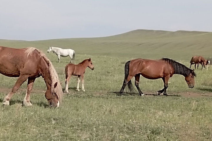 Фото: ИА "Хакасия" 