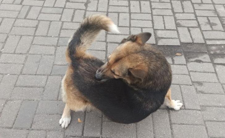    фото Курские известия