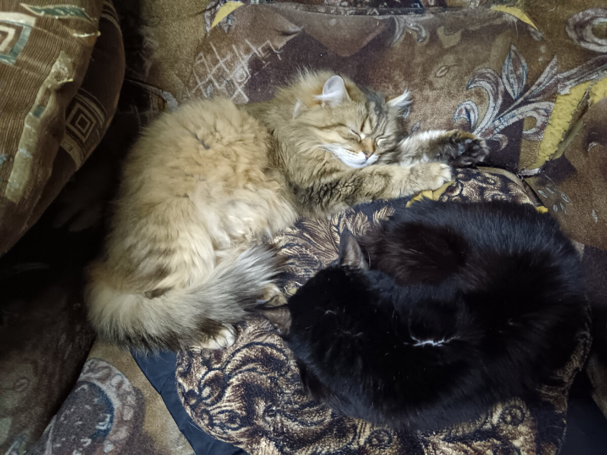 Люся и Северус