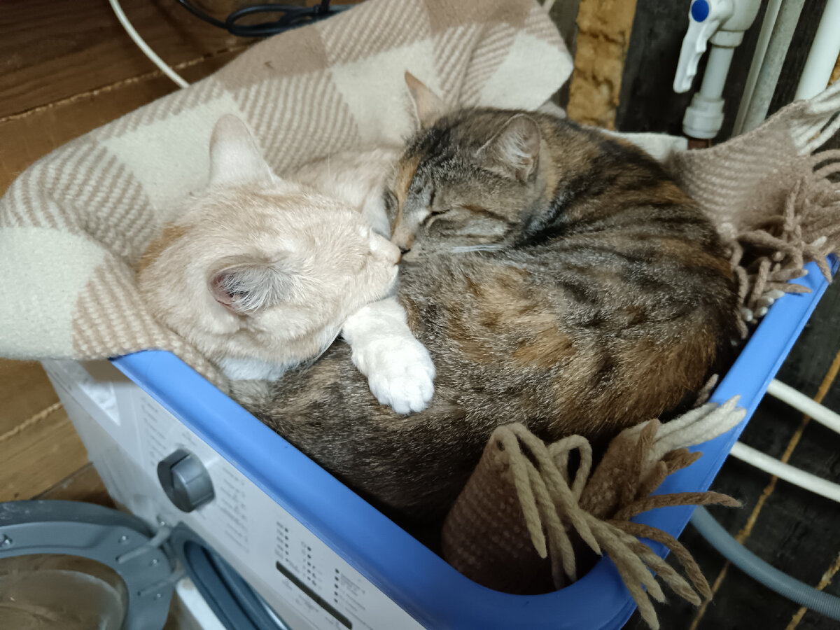 Грош и Маруся