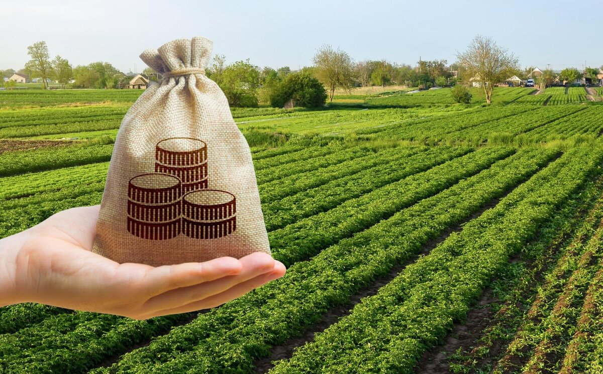 Shutterstock📷Ставки земельного налога различаются в зависимости от категорий земель и (или) разрешенного использования земельного участка