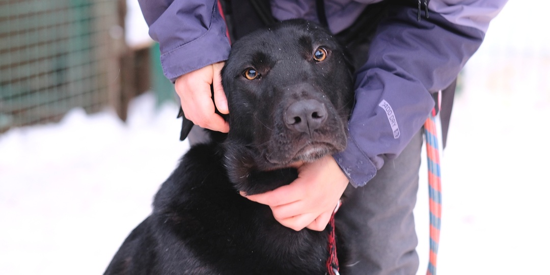 Живет в приюте молодой пёс, которого легко обидит даже мышь. Но деваться некуда