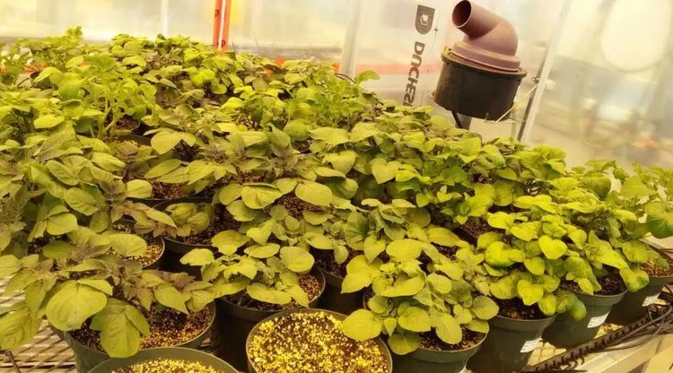    Существует ли способ органической профилактики фитофтороза картофеля