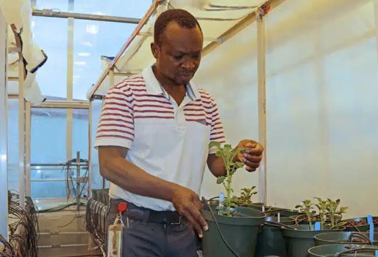     Существует ли способ органической профилактики фитофтороза картофеля
