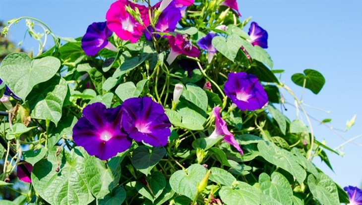 Еще несколько растений теперь запрещено высаживать на участках