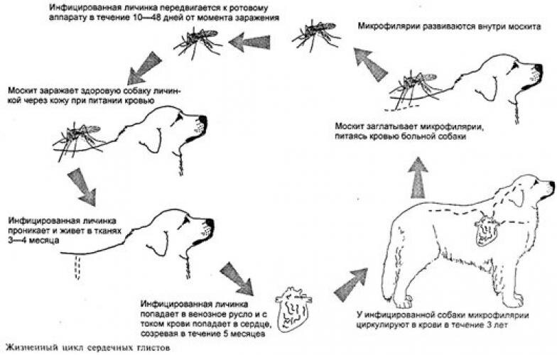Дирофиляриоз собак - Ветклиника «ВетМир»
