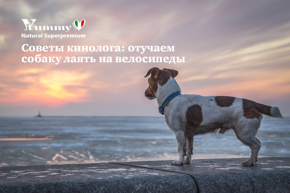 Как отучить собаку лаять на велосипеды и коляски?