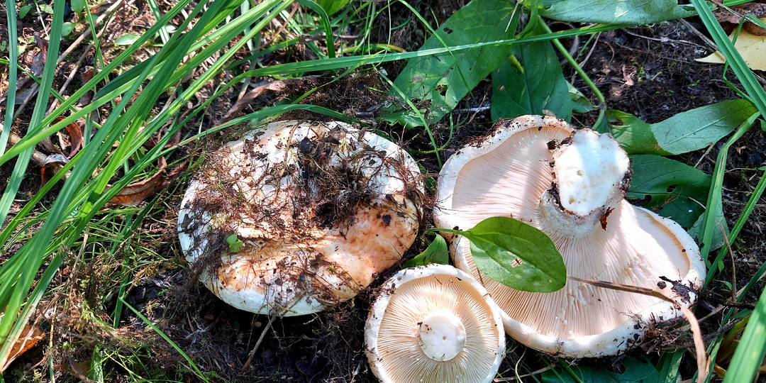 Груздь осиновый/тополевый. Что важно о нём знать. Полезная информация для грибников