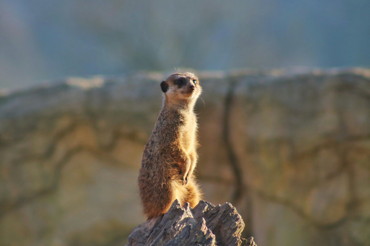 Картинка с бесплатного фотостока https://unsplash.com, автор Hannah Ruthemeyer