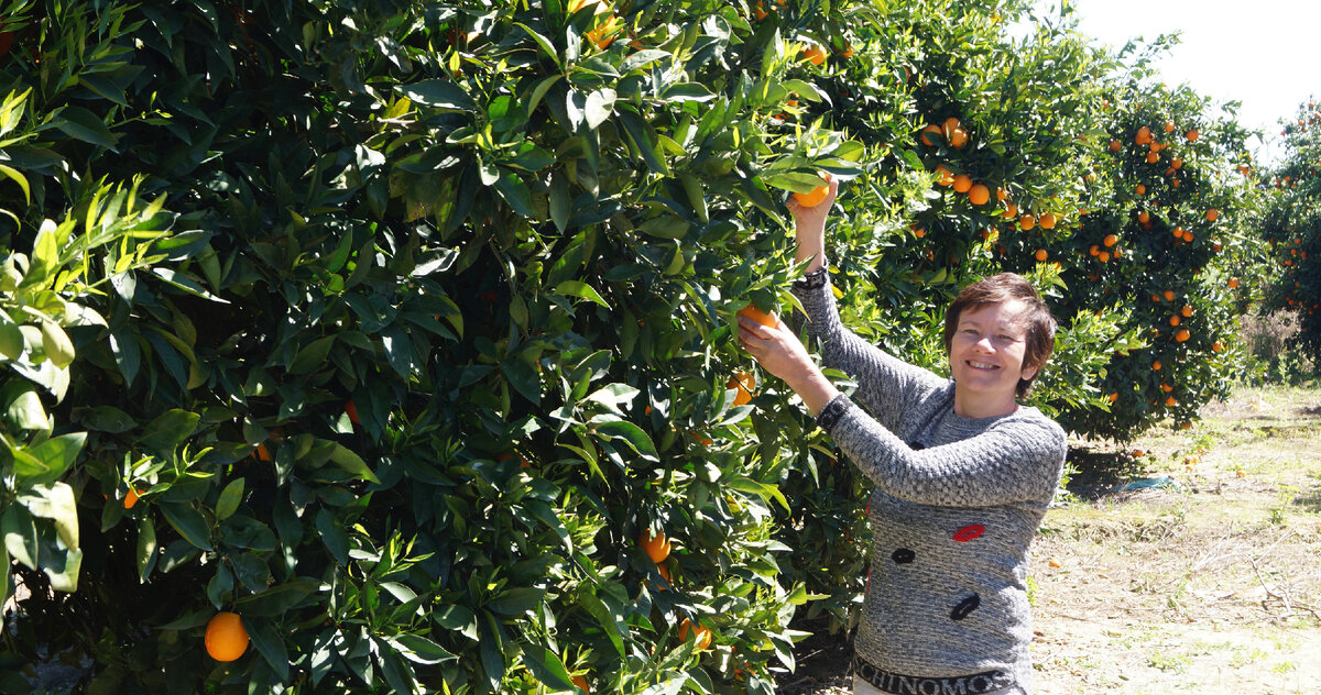 Апельсиновые деревья