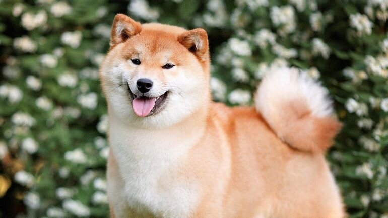  Фото Сиба ину