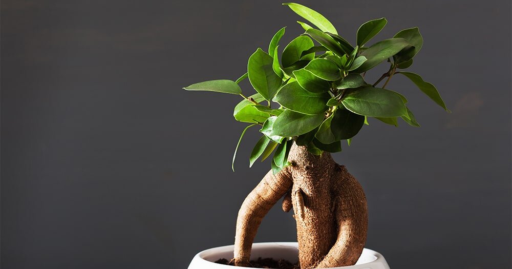 Фикус гинсенг (женьшень) / Ficus ginseng. Фикус микрокарпа гинсенг / Ficus microcarpa ginseng