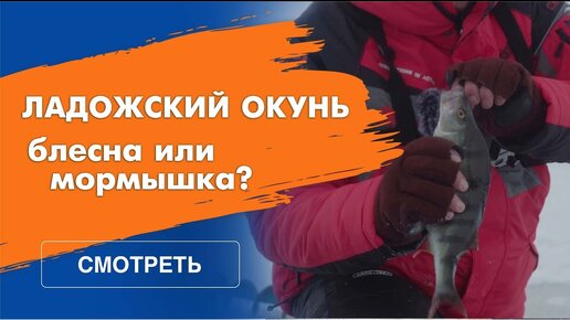 Окунь зимой – выезд на Ладогу 2024 | FishingLine