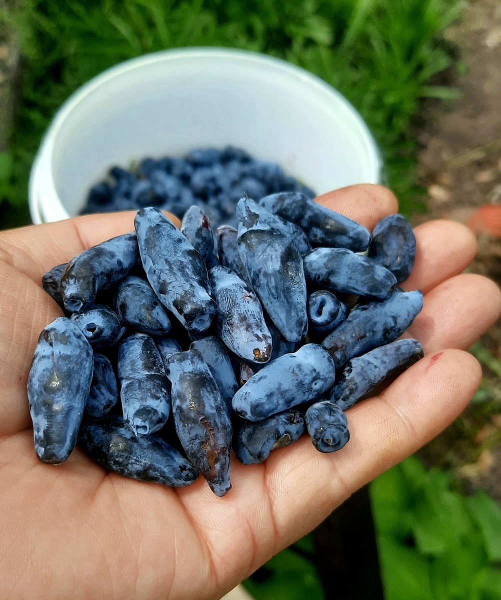 Фото автора.