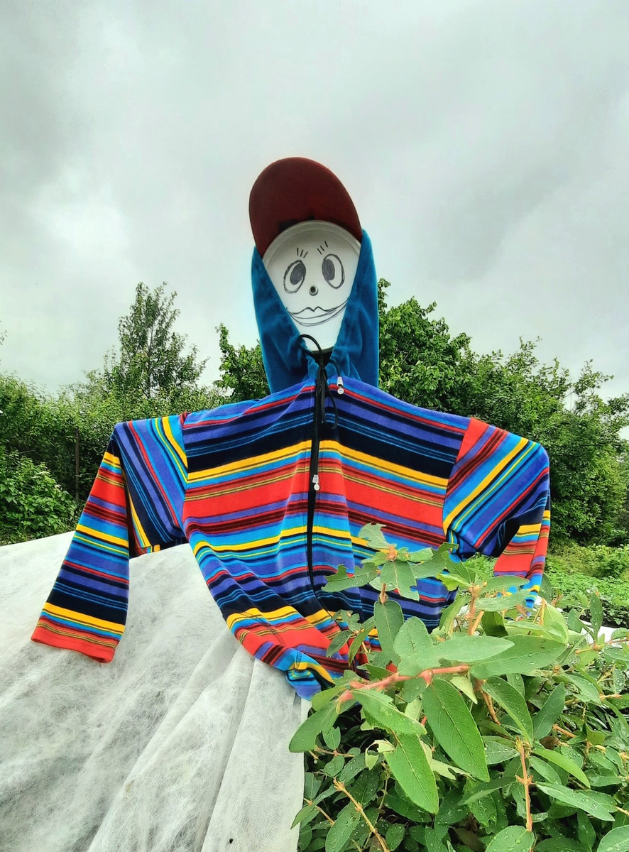 Фото автора. Мой зам по сбору ягод. Его можно соорудить за 5 минут.