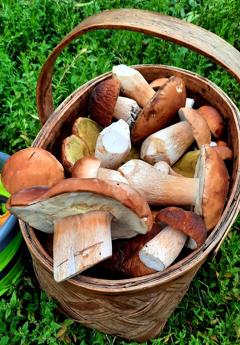 Фото автора. Лето-2023.