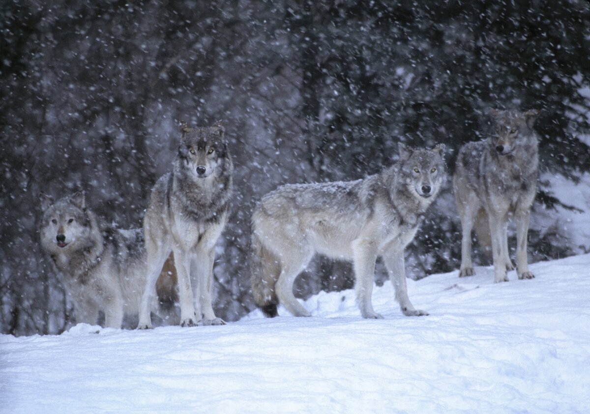 Фото: kartinki-i-risunki.ru