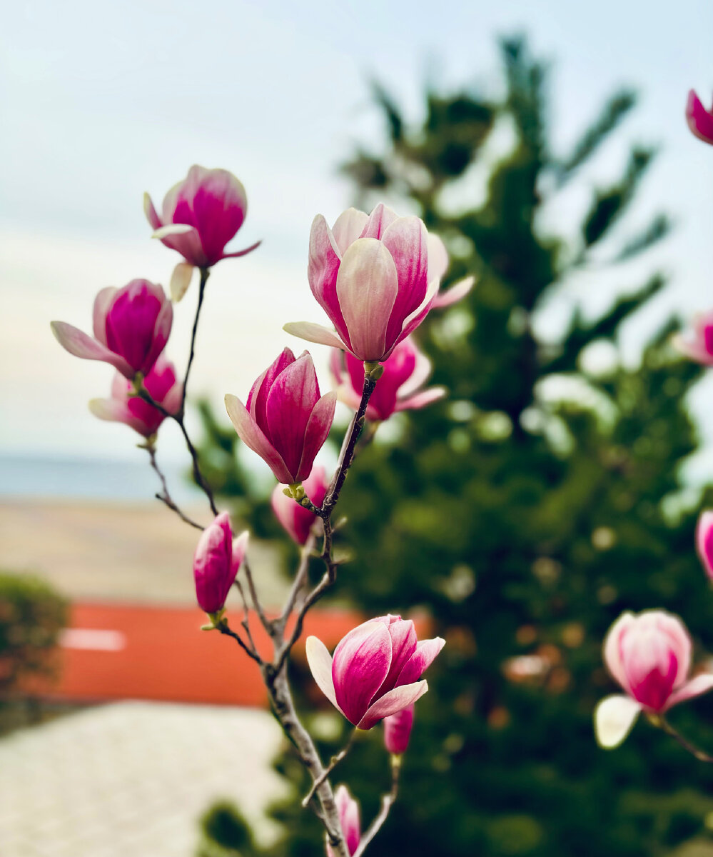 А вот так было неделю назад в Сочи. К сожалению, сама там не была)