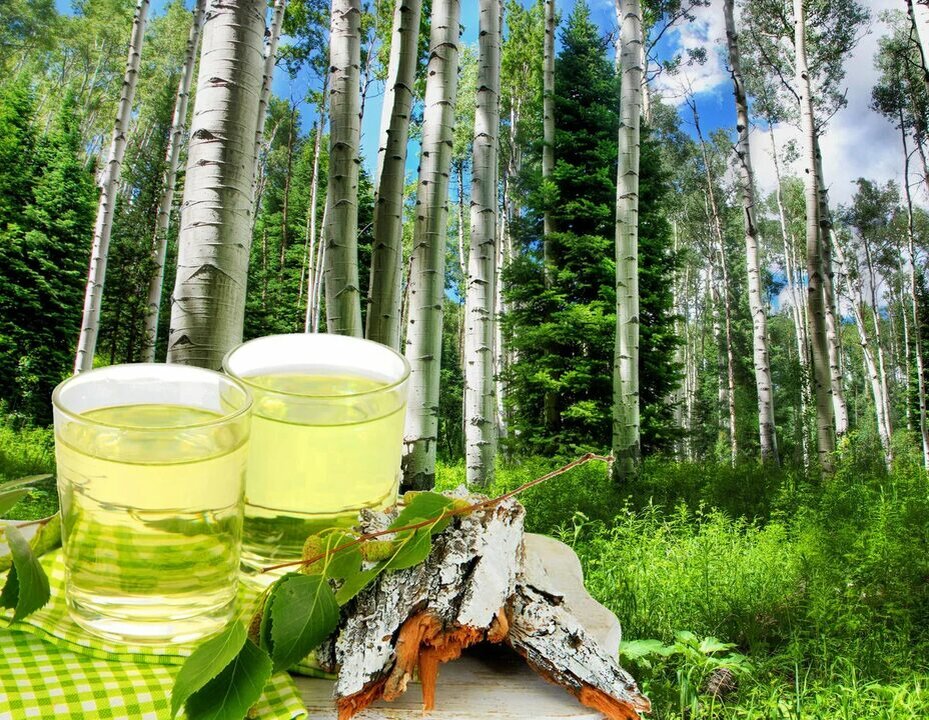 Березовый сок — это прозрачная жидкость, которую получают из надломленных ветвей или специальных зарубок в стволе березы.