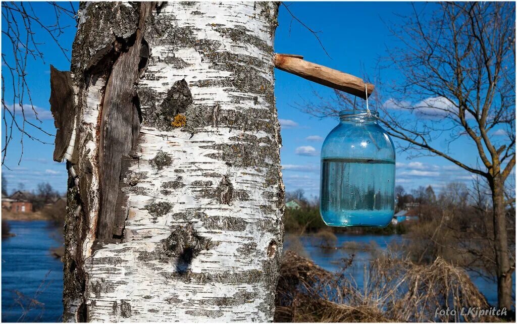 Сбор березового сока называется подсочка. Это техника нанесения специальных зарубок и надрезов. 