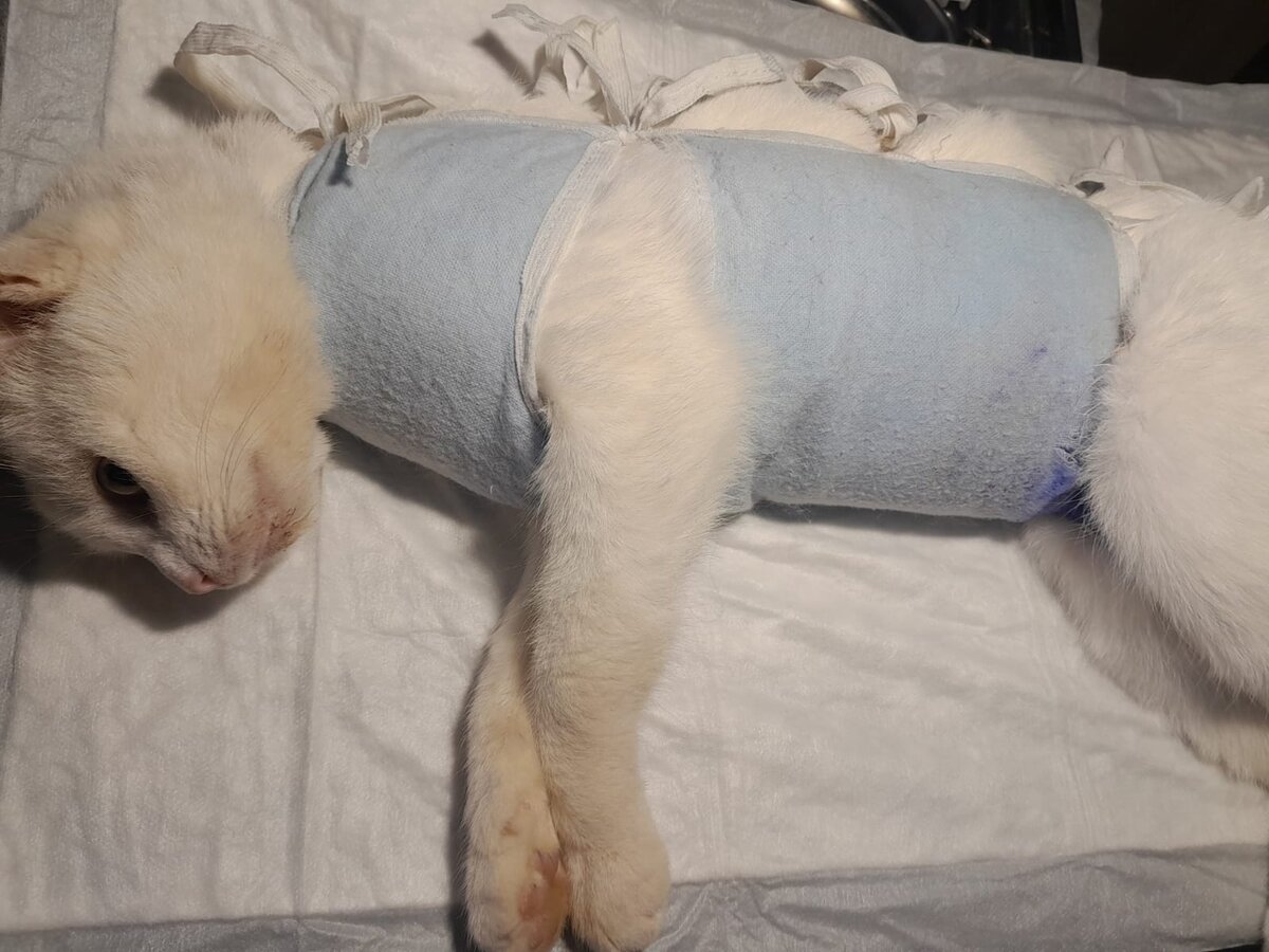 Городская номер 1