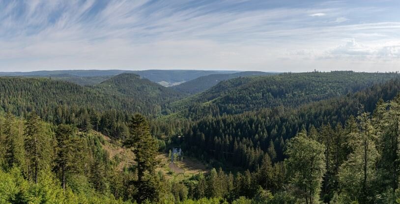 В этом лесу, по словам местных жителей, происходят невероятные вещи.