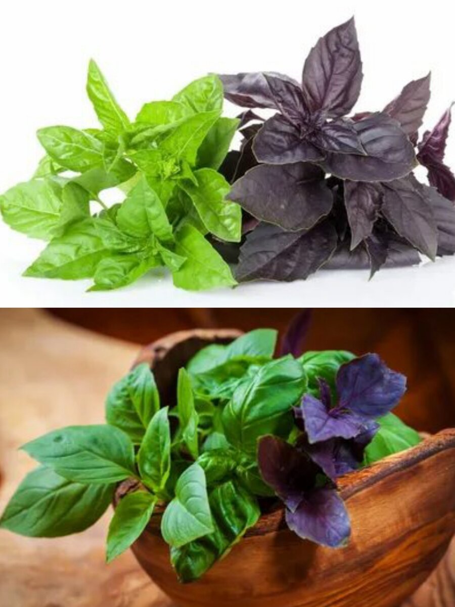 Базилик — пряность, которая делает блюда и заготовки изысканными и оригинальными. Если выбрать подходящие сорта базилика и определиться со сроками посадки, ароматная зелень приживется на любом участке. Воспользуйтесь ценными рекомендациями по посадке и уходу за базиликом, чтобы получить достойный урожай витаминной продукции.