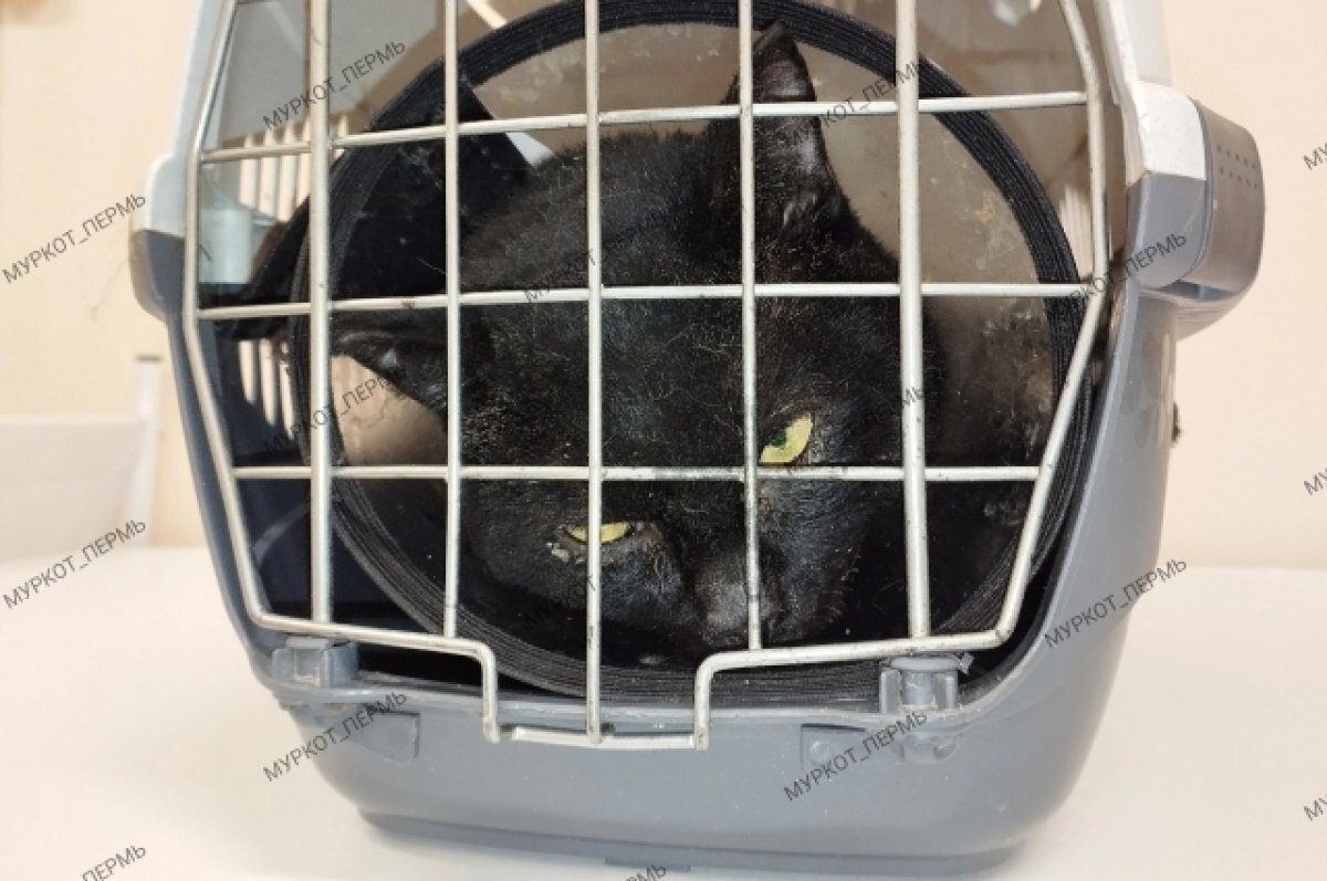    Кот, которого хотели заживо сжечь на птицефабрике в Прикамье, нашёл хозяев