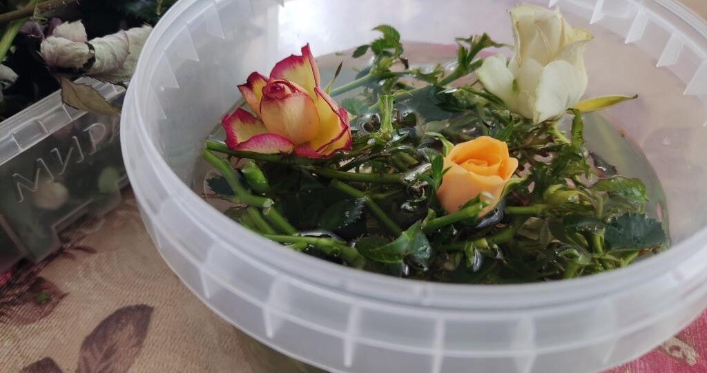 Решила вырастить розы из бутонов и подошла к процессу ответственно