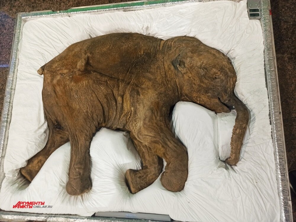    Мамонтенок Люба, приехавшая с Ямала, - одна из трех подобных на весь мир. Фото:  АиФ/ Надежда Уварова