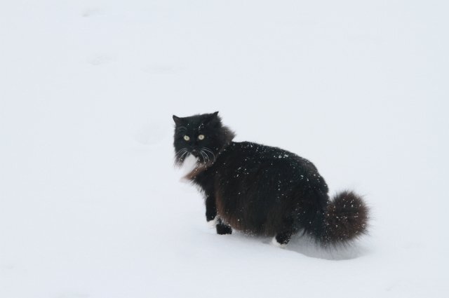    Что грозит виновникам жестокой расправы над котятами?