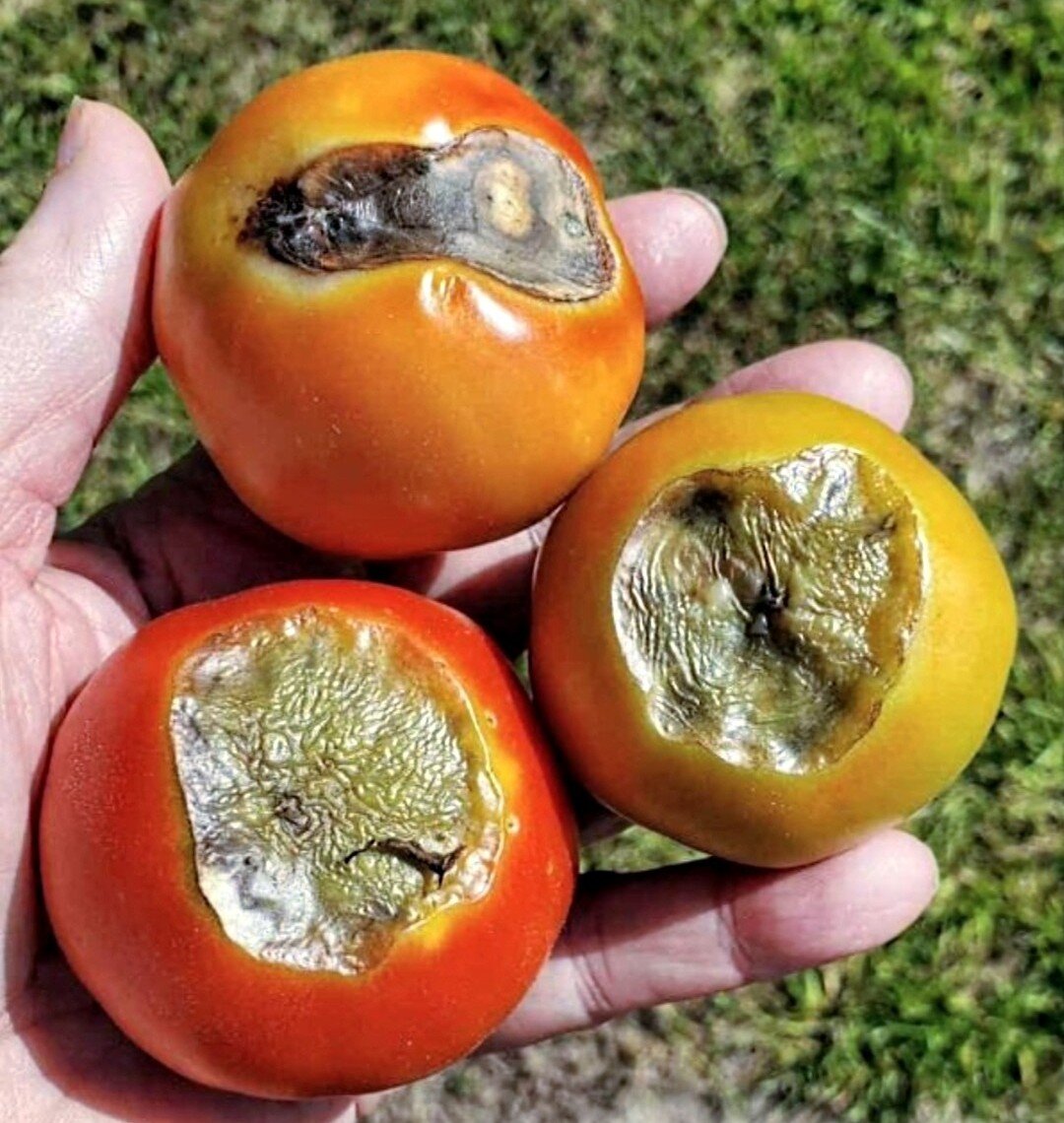 Так выглядит вершинная гниль томатов. Фото из открытых источников 