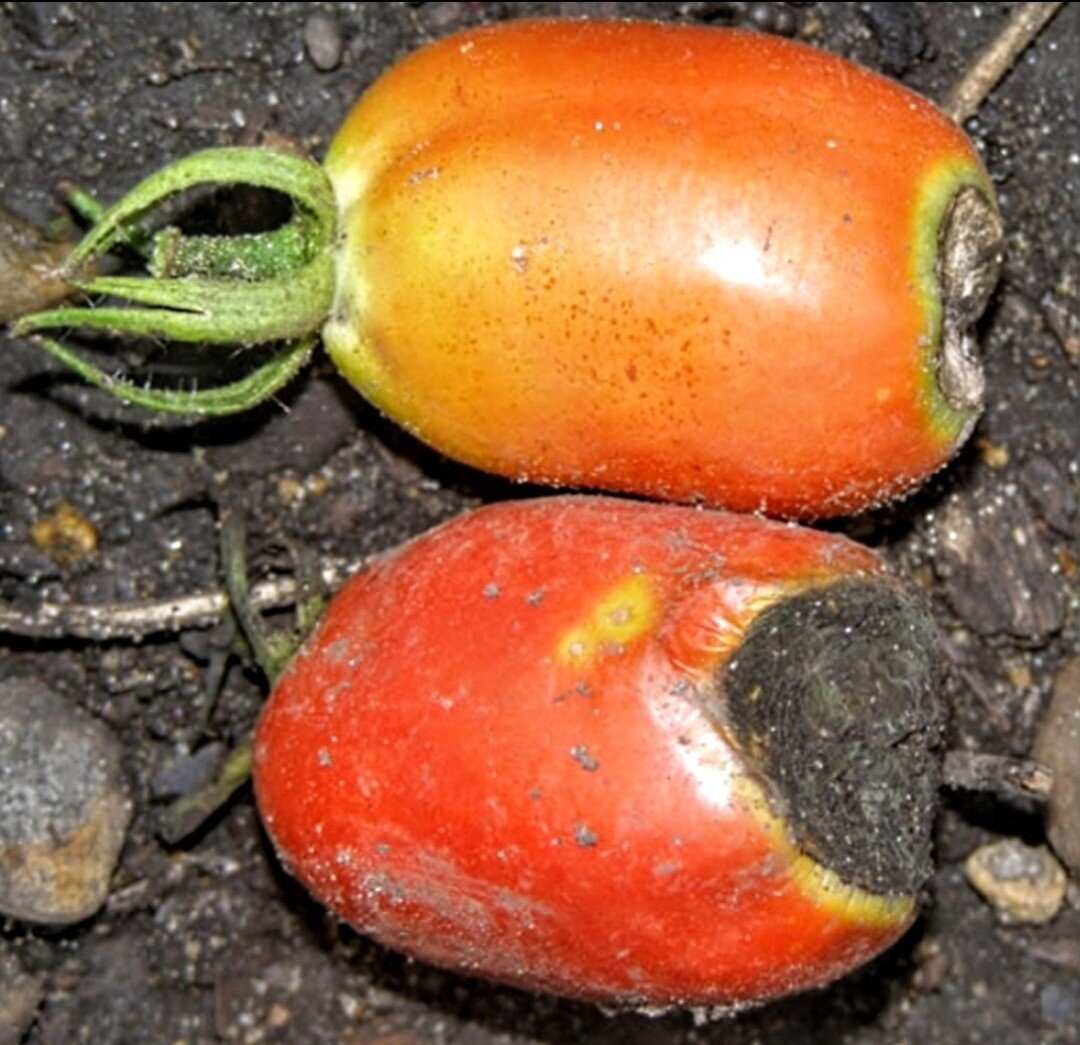 "Вершинка" на томатах. Фото из открытых источников 